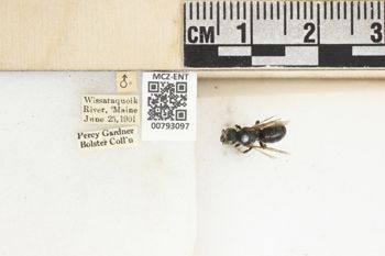 Media type: image;   Entomology 793097 Aspect: Labels